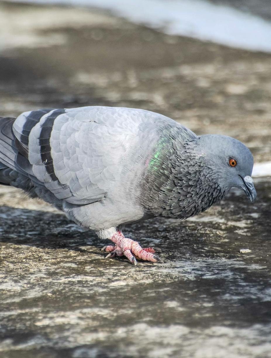 잠긴 글: 니체의&nbsp;문장
