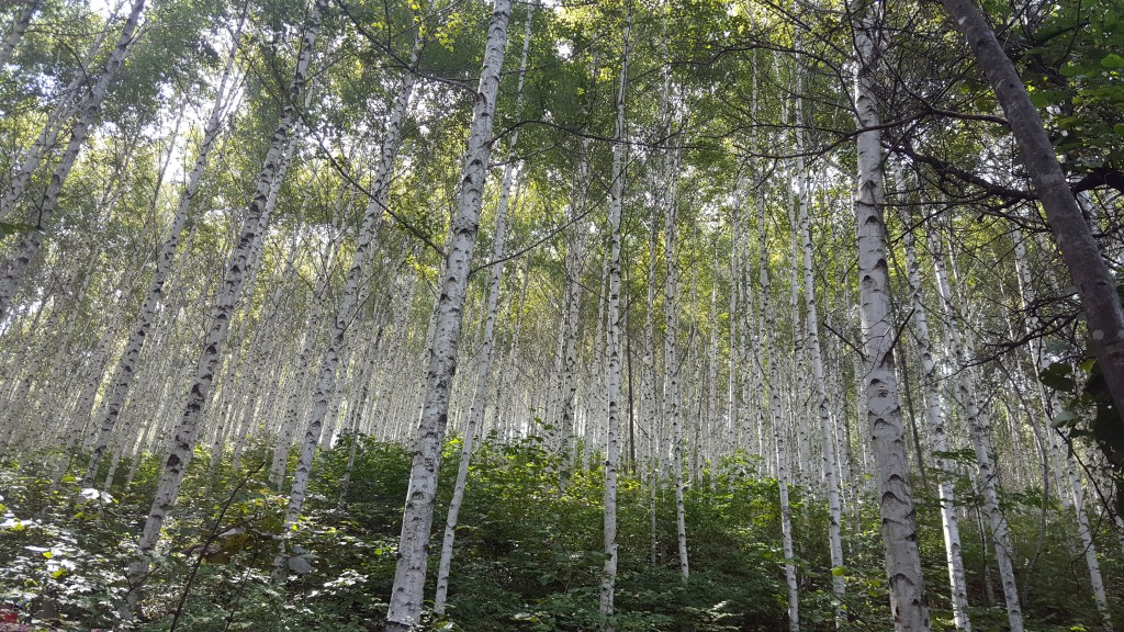 잠긴 글: 자작나무 숲에서 만난 연옥의&nbsp;길